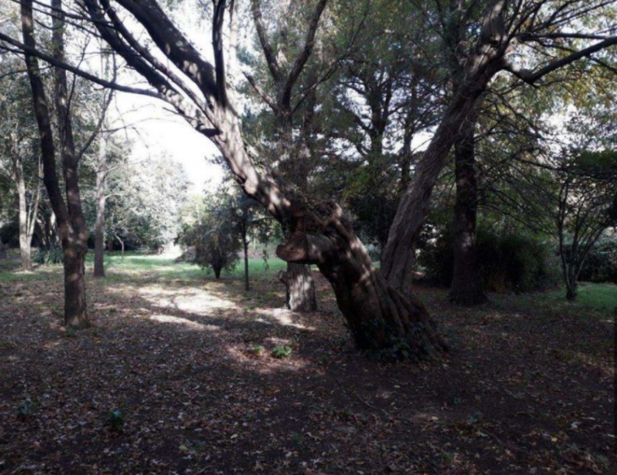 MUY BUEN LOTE EN GLORIA DE LA PEREGRINA.